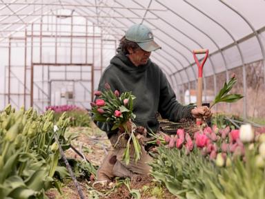 Climate Volatility and the Northeast Agricultural Yield Crisis