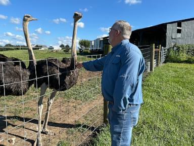 A Kentucky man with a meat allergy was craving a burger. So he got into ostrich farming