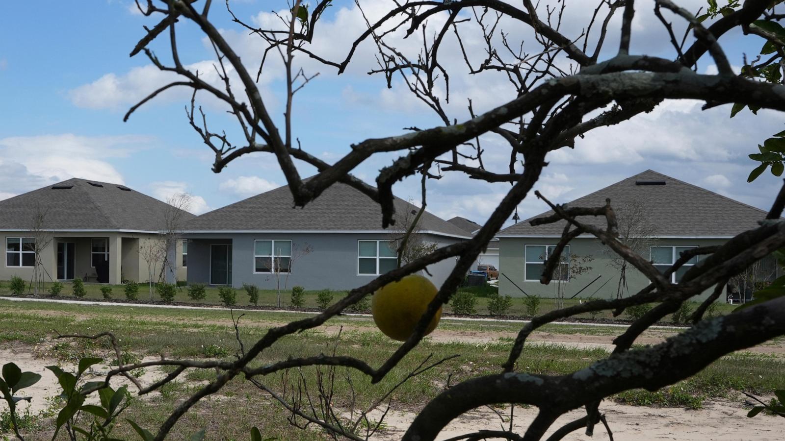 Florida’s citrus industry faces threats from hurricanes, disease and real estate