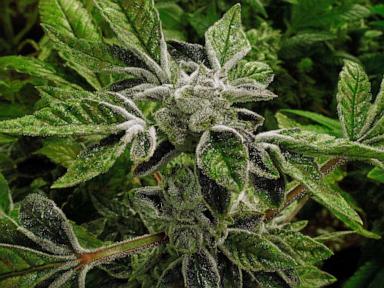 Trump, eyalet lisanslı tıbbi esrarı daha az tehlikeli bir uyuşturucu olarak yeniden sınıflandırdı: Tarihi bir değişim