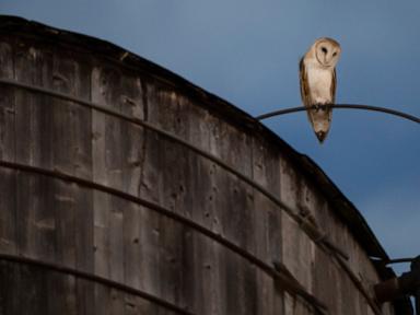 The roof of a water tower in Manhattan where a rare family of barn owls nested has been removed