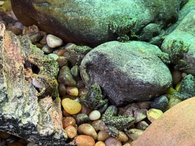 An endangered frog nursery in LA cares for hundreds of tadpoles until they're ready for the wild