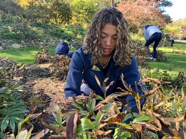 How University Of Michigan Runners Saved A Historic Campus Garden Before Winter
