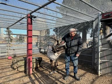 Iconic pet reindeer in Alaska falls mysteriously ill after someone tampers in his pen