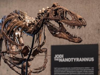 A dinosaur fossil that looks like a mini T. rex just sold for a giant $47 million