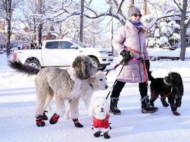 Dogs bring loads of joy but also perils on a leash