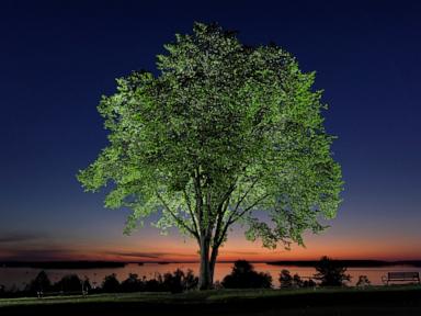 New generation of elm trees could be equipped to beat the disease that killed elders