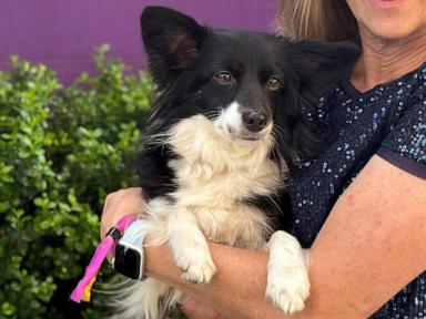 Dog Show 101: What's what at the Westminster Kennel Club