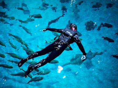 Injured US military veterans find relief and awe swimming with a whale shark at Georgia Aquarium
