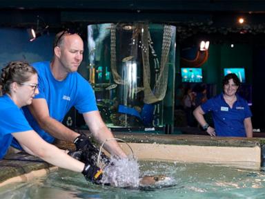 Safe! Florida Aquarium's stingrays ride out Milton in MLB Rays' ballpark tank