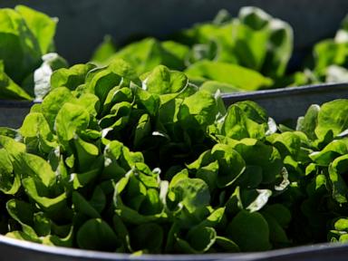 The Anatomy of Margin Compression How Lettuce Volatility Breaks Restaurant Economics