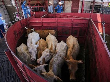 The Structural Mechanics of Beef Inflation Why Border Policy Fails Against Biological Constraints