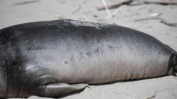 This photo provided by Gregory G Miller shows a stabbed seal pup on a beach in Neskowin, Ore., on March 27, 2025, a day after it was attacked. (Gregory G Miller via AP)