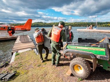 Researchers say Lake Superior island's wolves are thriving as packs prey on moose