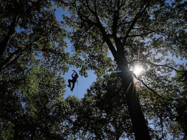 Climbers scale St. Louis trees during international tree climbing competition