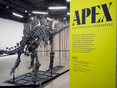 Apex the $45M stegosaurus on display in NYC. Here's what scientists hope to learn