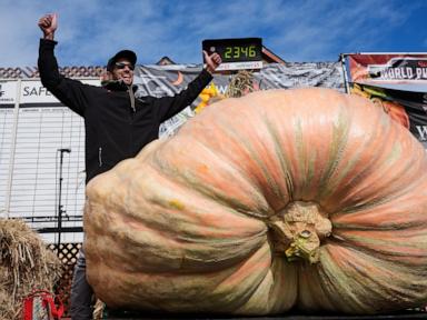 Giant pumpkins battle for heavyweight glory and the world record in California