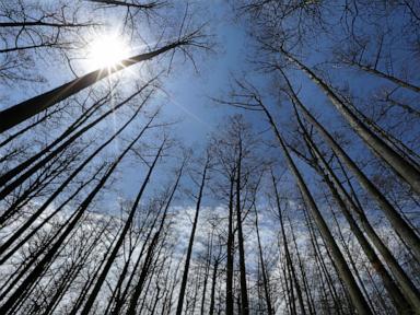 US Forest Service closing 23 research facilities as part of reorganization under Trump