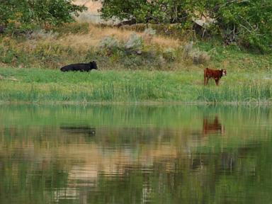 Trump administration cancels rule that made conservation a 'use' of public lands