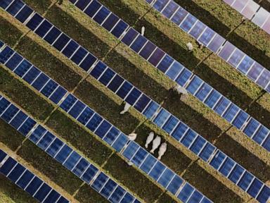 Solar power hits new milestones in the US even as Trump boosts coal over clean energy