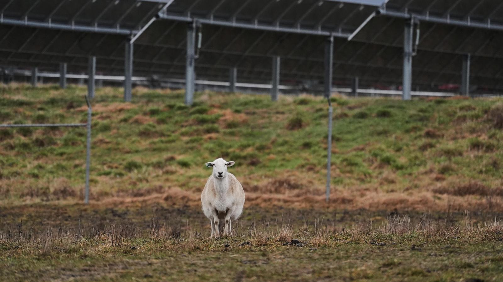 abcnews.com -  AYURELLA HORN-MULLER of Grist and MELINA WALLING, JOSHUA A. BICKEL and M.K. WILDEMAN of The Associa - Some American farmers bet on solar. Then Trump changed the rules