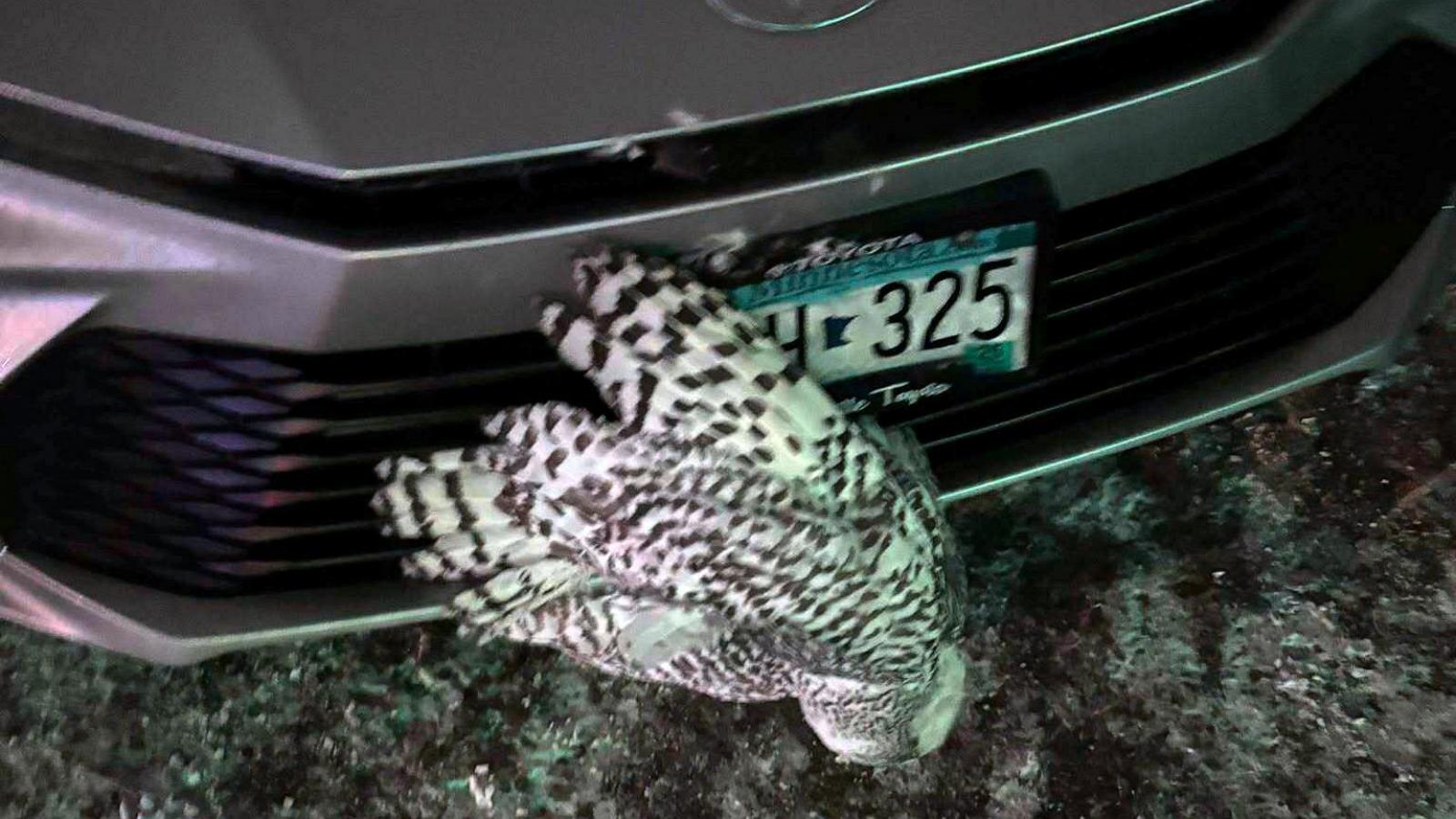  Snowy owl rescued from car grille by Minnesota woman who saved another bird hours earlier