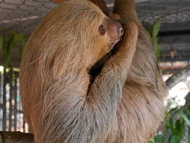 Why Sloth World Animals Keep Dying After Transfer to Central Florida