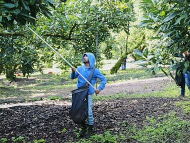 Avocado pickers in Mexico welcome restart of exports to US, but security fears remain