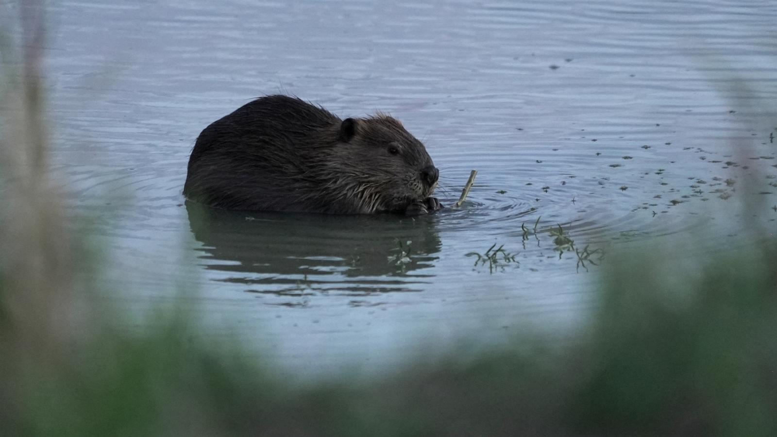 Bringing more beavers to watersheds is a powerful drought-fighting tool, experts say