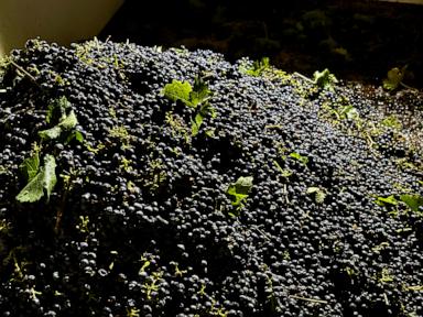 Why California Wine Grape Growers Are Facing Their Worst Crisis In Decades