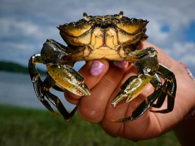 Invasive green crabs are bad for the environment so New Englanders are starting to eat more of them