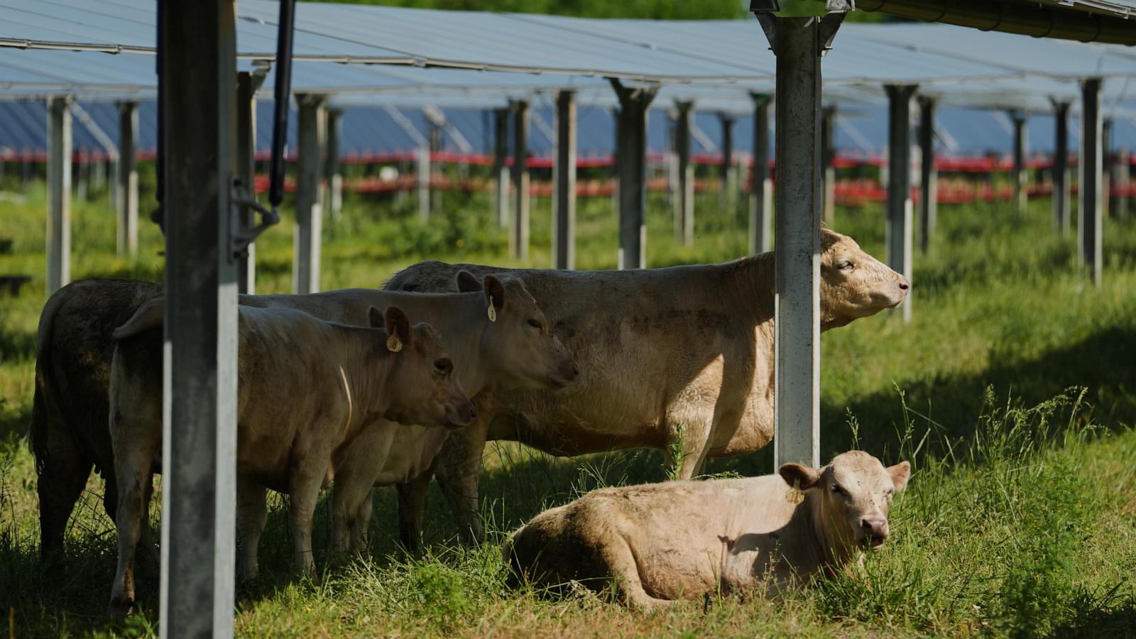 Solar ranch in Tennessee aims to prove grazing cattle under the panels is a farmland win-win
