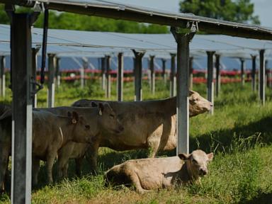 The Battle for the Tennessee Dirt