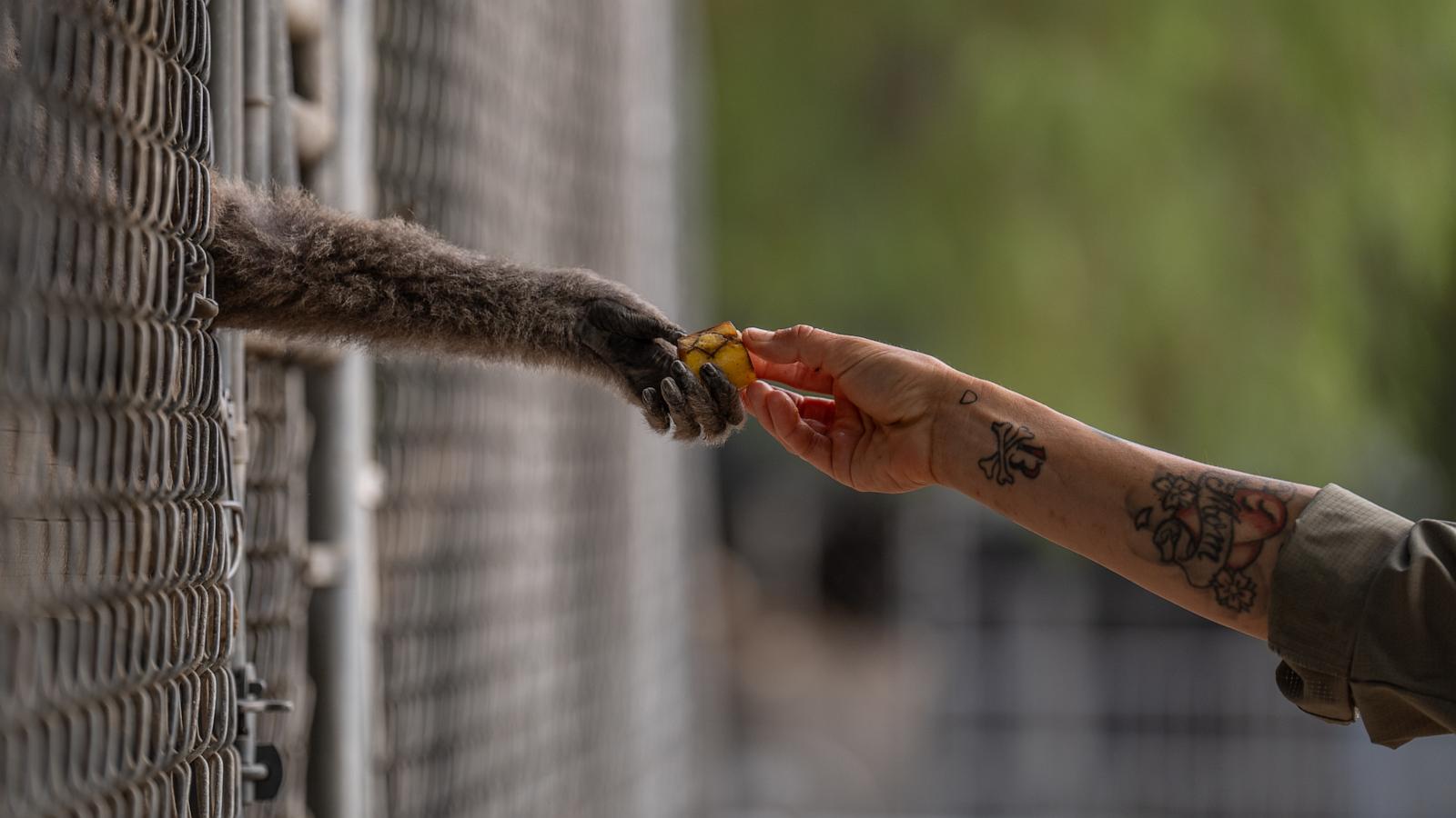 How a sanctuary outside LA has cared for rare, endangered gibbons for a half-century