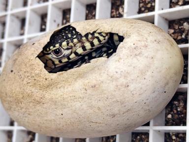 LA Zoo hatches first-ever perentie lizards, one of largest lizard species in the world