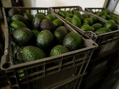 Structural Fragility in Agricultural Supply Chains The Mechanics Behind Mexican Avocado Border Halts