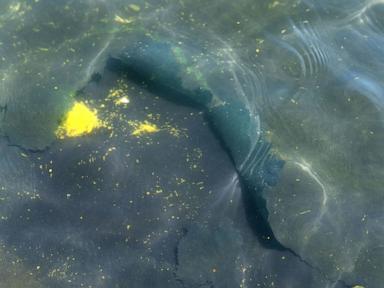 Inside the Reflecting Pool Crisis Nobody is Talking About