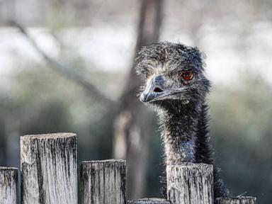 Hail storm kills emu at Missouri zoo, cancels flights and damages hundreds of vehicles