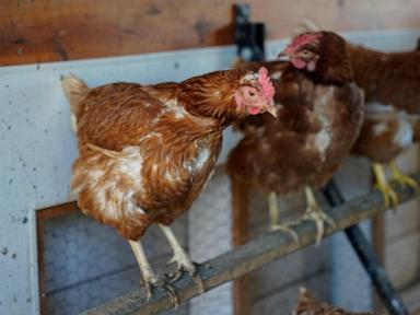 Vaccinating poultry could help cut soaring egg prices but US remains hesitant