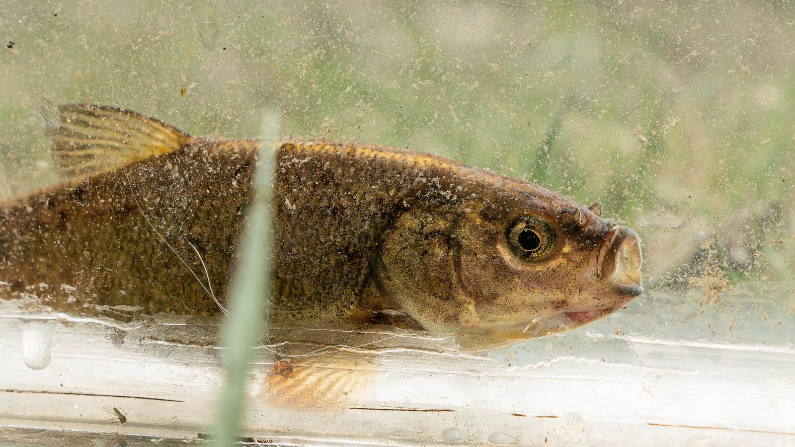 Rare olive-colored fish in Nevada nears a key step toward endangered species listing