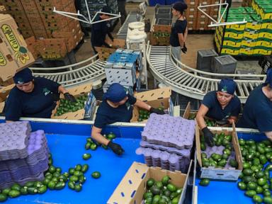 Avocados, tequila and other iconic Mexican products are jeopardized by Trump's tariff threats