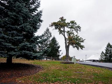 Aging and ailing, 'Message Tree' at Woodstock concert site is reluctantly cut down