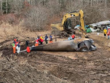 Rare whale died of chronic entanglement in Maine fishing gear