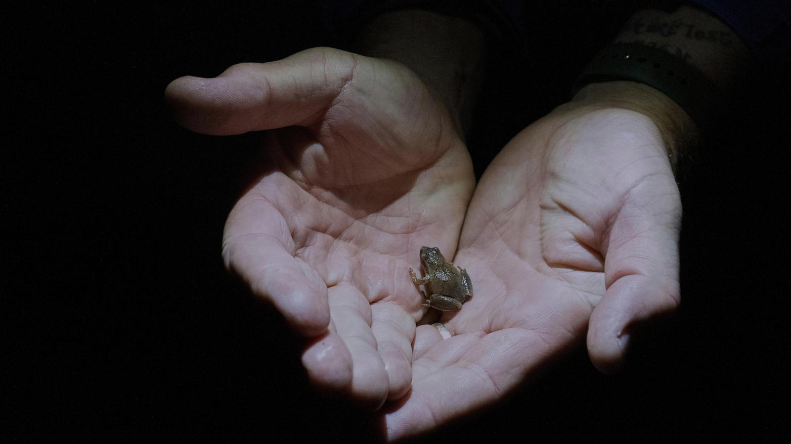 Habitat loss and climate change make it tough to be an amphibian — but there's help