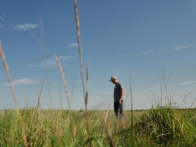 Farmers turn to perennial grains as one solution to extreme weather