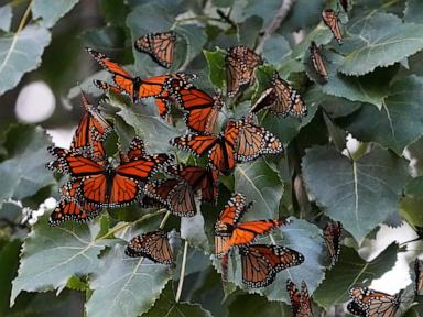 Dramatic drop in monarch butterfly count nears record 30-year low