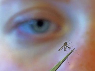 Stop Panicking About West Nile Virus and Fix Your Real Health Risks Instead