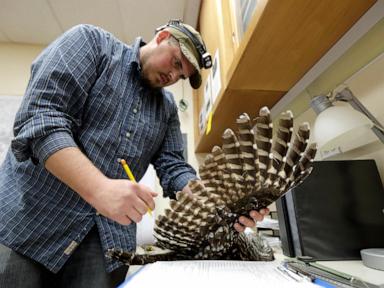 Killings of invasive owls to ramp up on US West Coast in a bid to save native birds