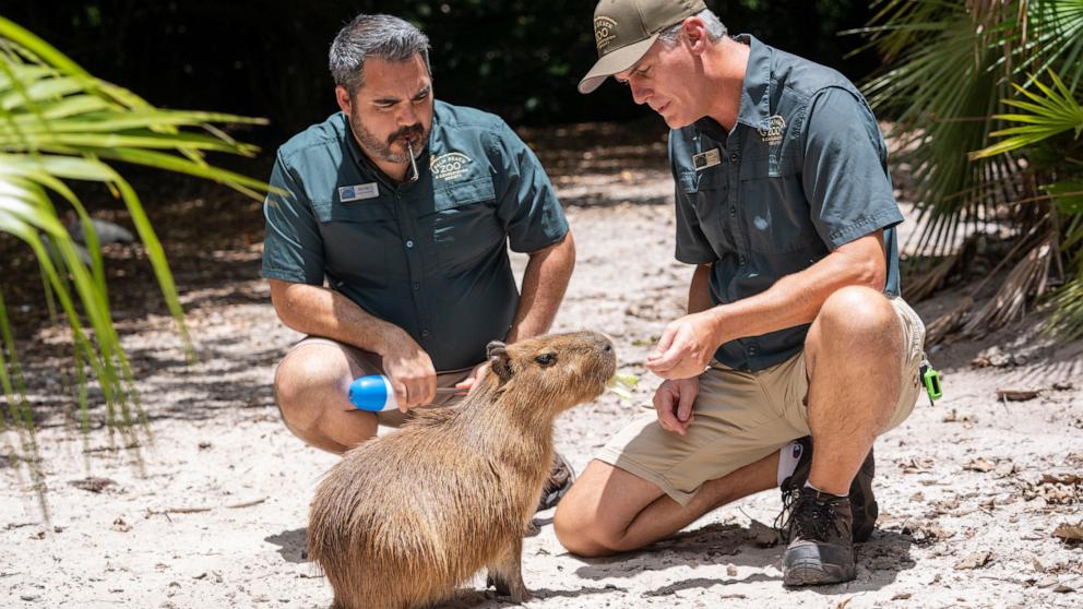 Una hembra de carpincho viaja a Florida como parte de un programa de cría de grandes roedores sudamericanos