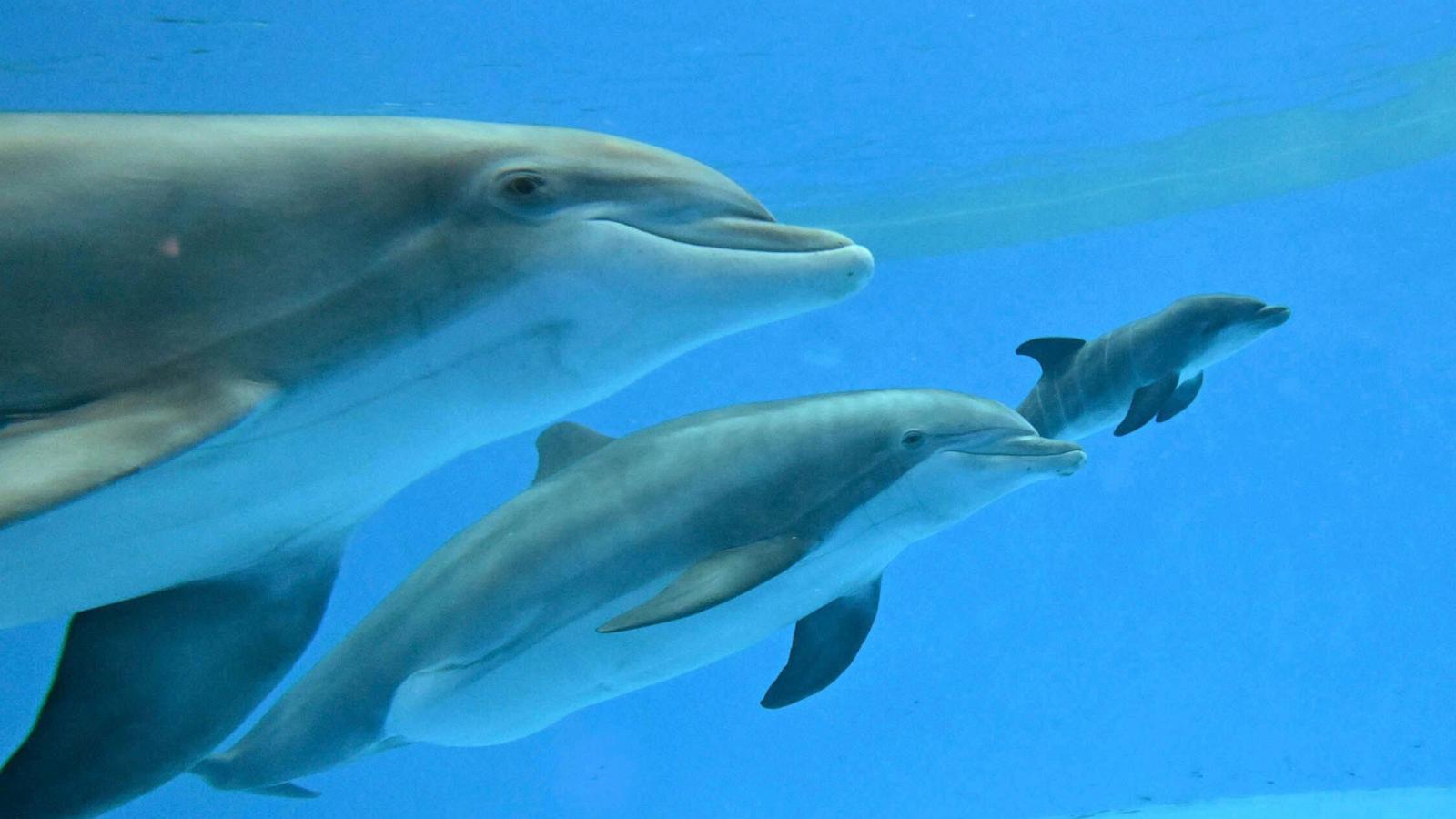 Dolphin calf takes first breath at Chicago zoo after mom's friend helps with birth